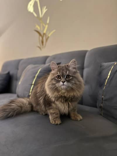 Siberian/ Persian Kitten Available