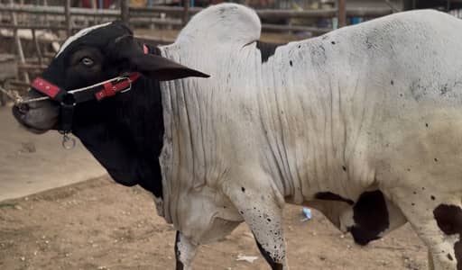 Pure cholistani ablak bachra