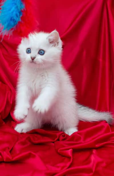 Persian kitten female full fluffy