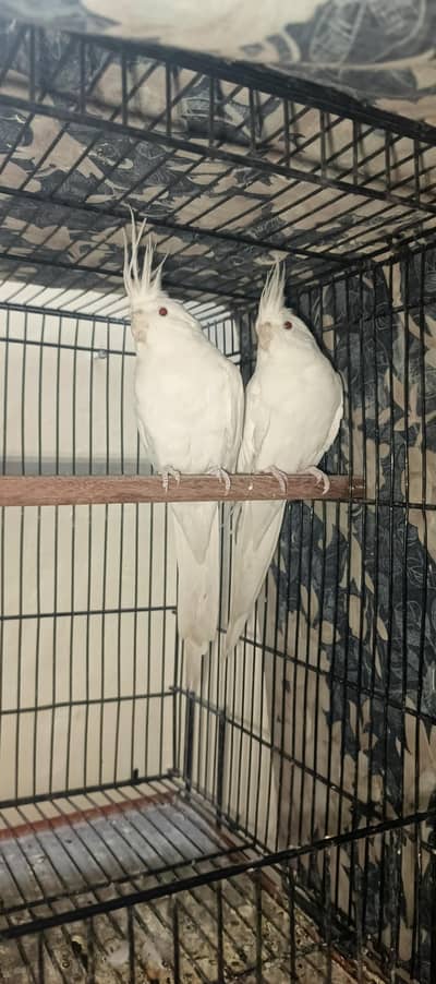 White Albino Cocktail breeder pair, these are red eyes cocktails