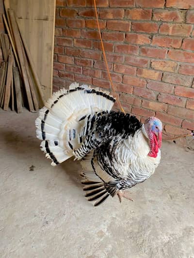 Trukey hens full active and healthy