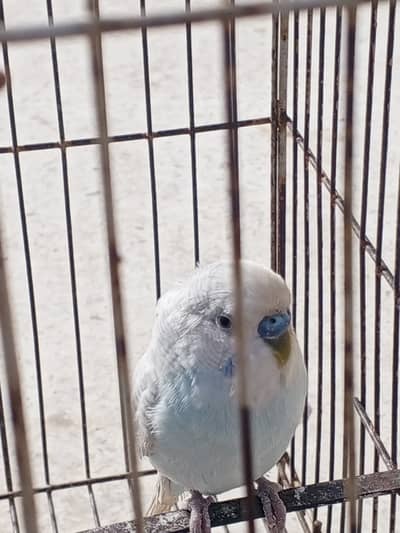 Buddgei parrot male for sale
