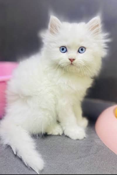 Kitten female Blue eyes