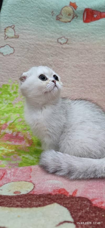 Scottish fold kitten for sell.  03306254917