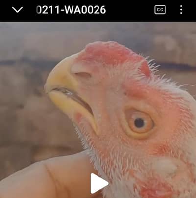 PARROT BEAK PATA 03139874002