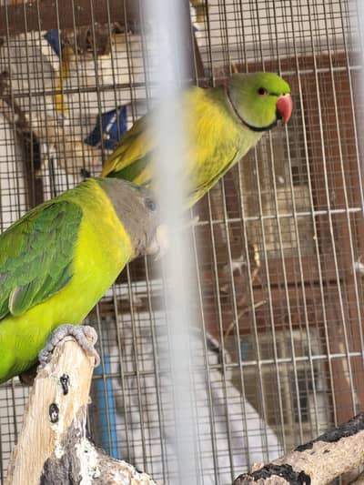 Green Ringneck with plum head