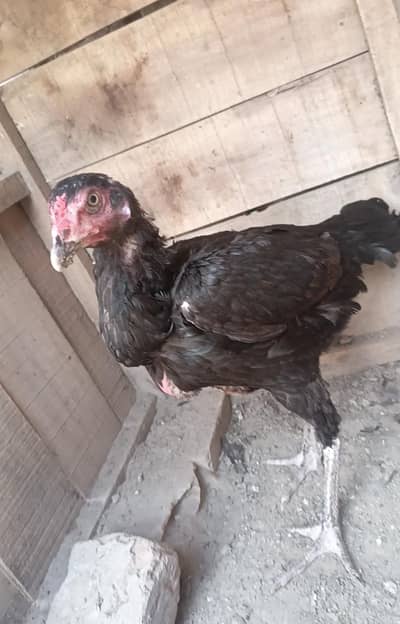 murgi walati kras ma ha