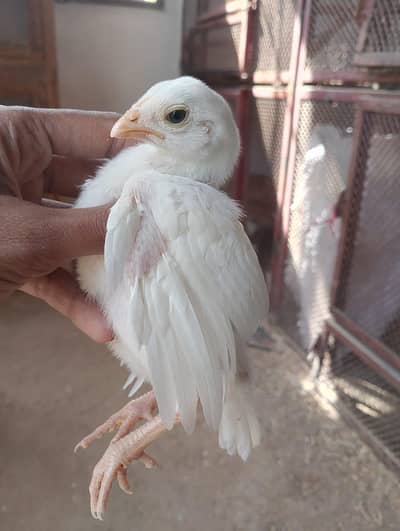 TOP QUALITY ASEEL CHICKS