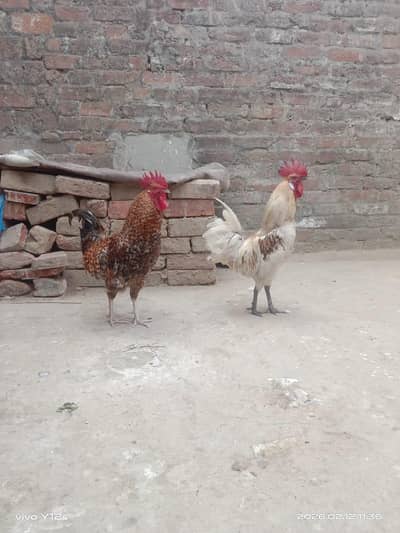 Two male and one female