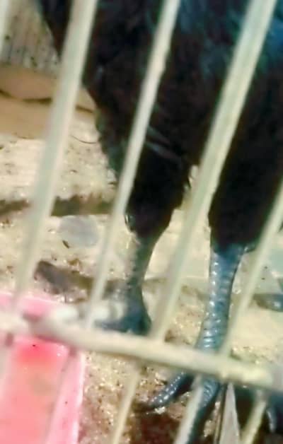 Ayam Cemani Black Tang