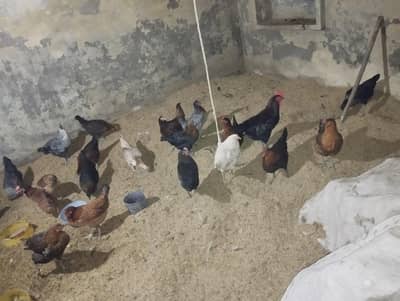 Golden Mishri Anda Dene Wali Healthy Murgi For Sale