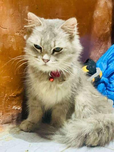 Persian cat