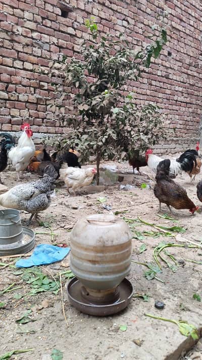 eggs laying hens for sale