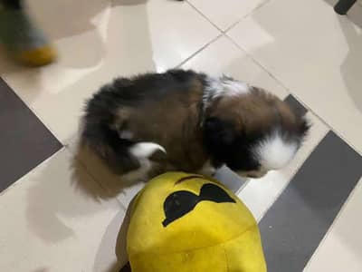 Maltese shih tzu dog | vaccinated