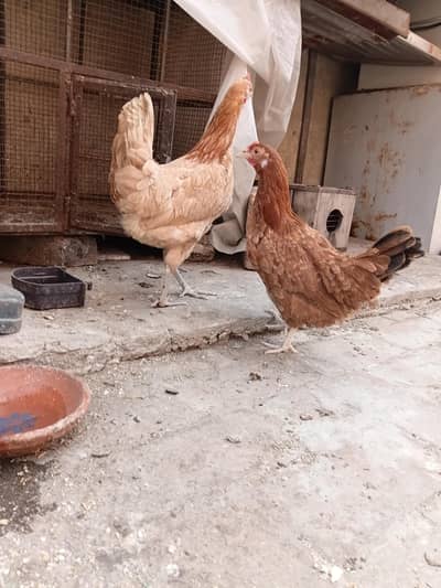 Young Healthy  Hens