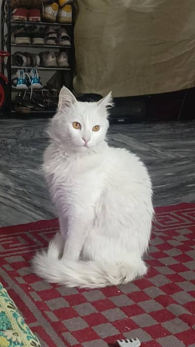 Adult Beautiful washroom trained cat for sale