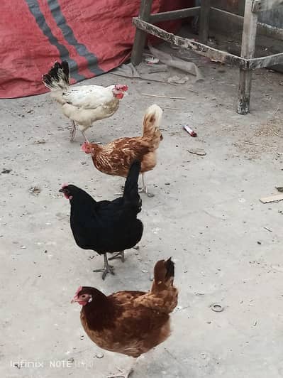 Desi anda dene wali murgi