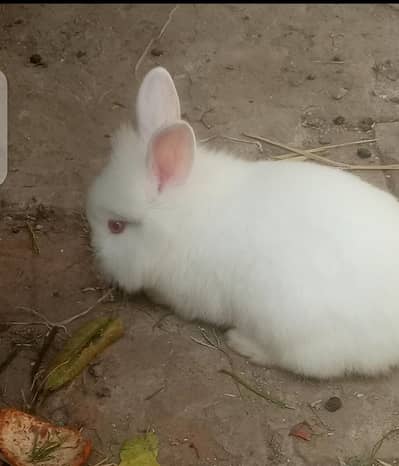 rabbits  ky bache  english angora cross   for sale 03020729311