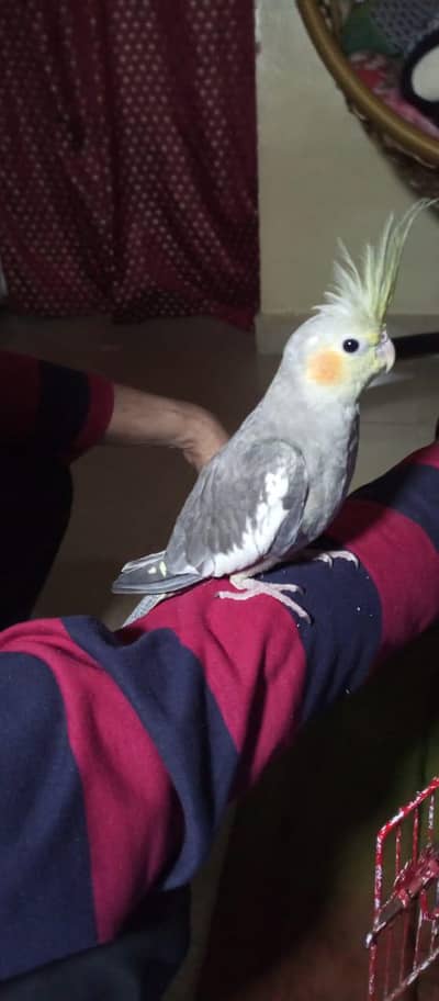 cockatiel Parrots full hand tame For Sale