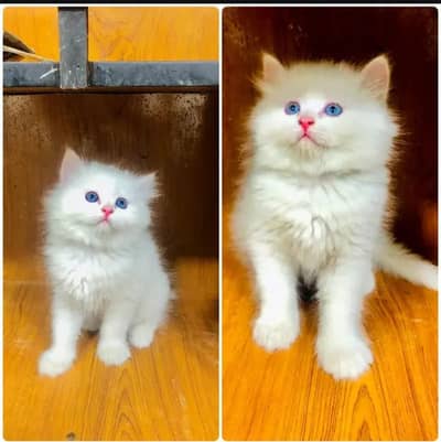 white beautiful kitten persian