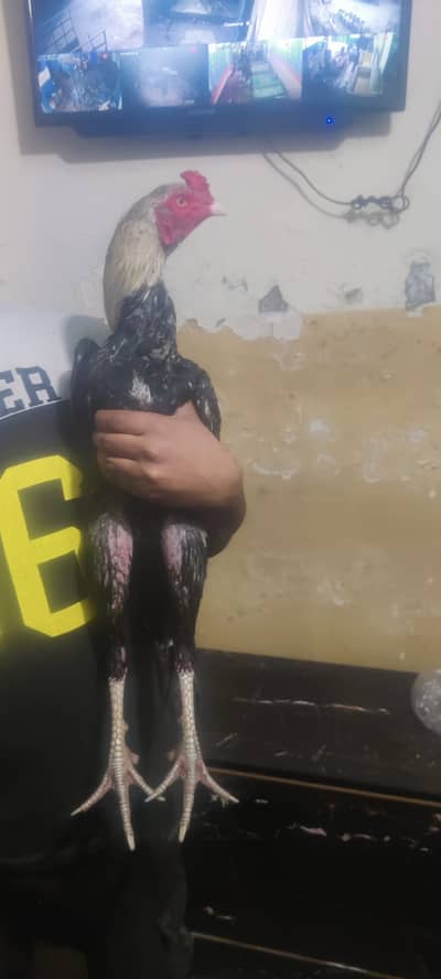 Only serious person contact