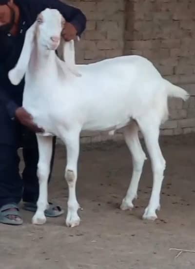 Desi betal Bakra for sale contact WhatsApp 03,,23,21,54,780