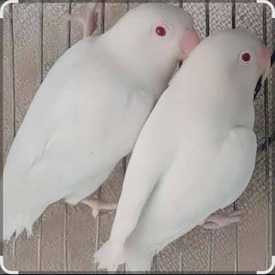 love birds breeder pair