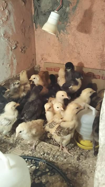 RIR, Austroloop, Misri, 15 days old chicks available