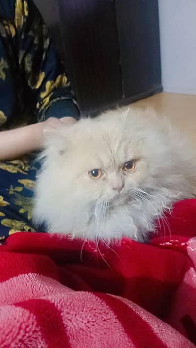 03214531593Persian male for sale urgent