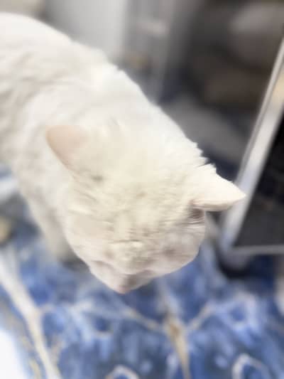 Cute persian cat male