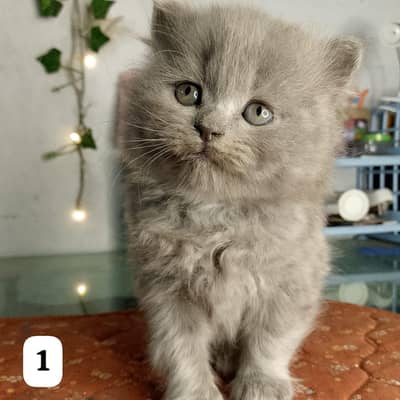 Grey Persian Kittens