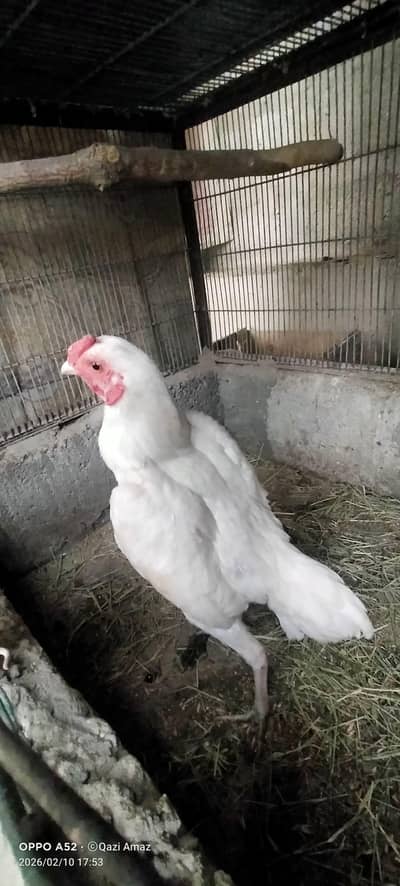 white Ko shammo male (zero size)