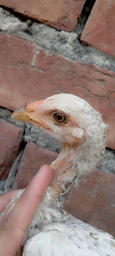 ASEEL CHICKS WITH GREAT QUALITY