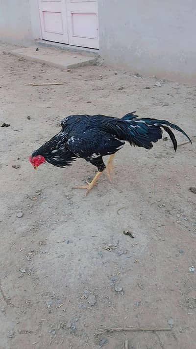 aseel lasani Patha lasani murgha aseel