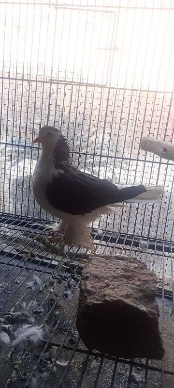 German sherazi female