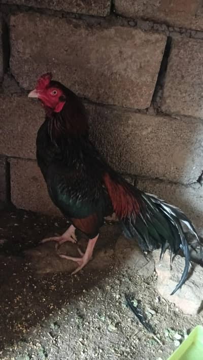 Lakhà àseel patha. MashAllaha outclass cheez ha.