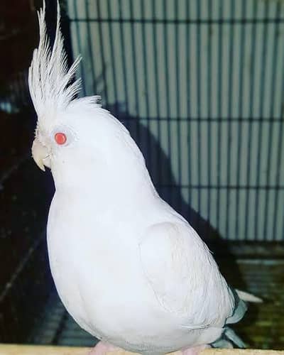 Eno cockatiel Breeder Male
