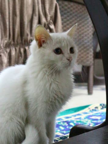Pure White 2 Female Kittens