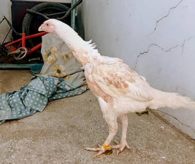 Aseel Breeder Female