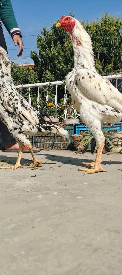 Assel Shammo bread. . Cock and  Hen