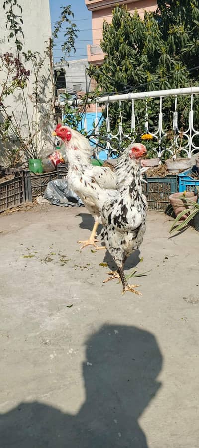 Assel Shammo bread. . Cock and  Hen