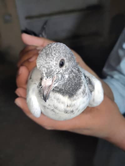 pigeon for sale