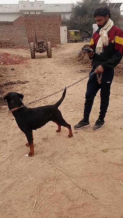 Age :2 years, female