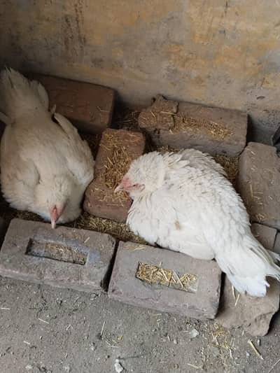 kurak heera hen with eggs breed khalis 0-3-0-7-6-6-6-6-4-4-7