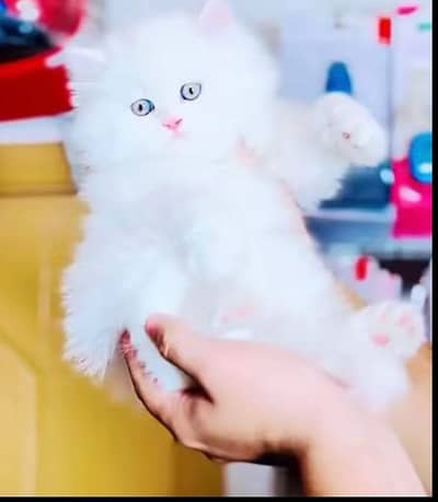 Persian cat 2 month age My WhatsApp number 03275745285 for sale