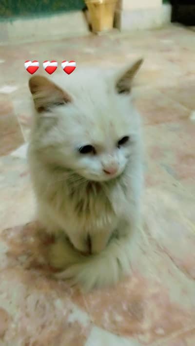 persian cat eye is Blue and brown mobile no 03218843384