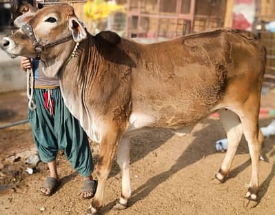 Qurbani animal with palai