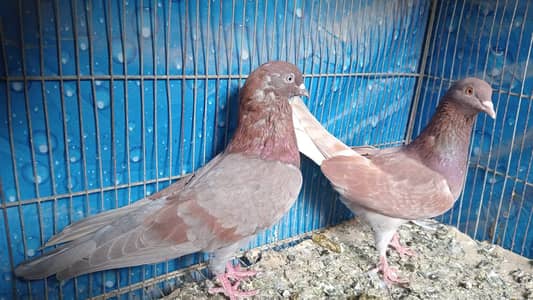 pegions 0312 2310790 WhatsApp