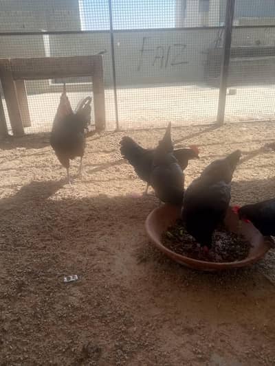 Australorp 15 females 2 males