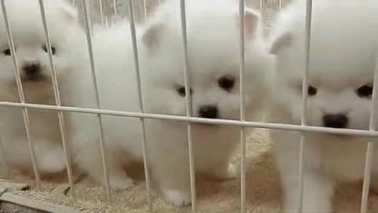 pomeranian puppies dog helthy aur khoobsurat for sale